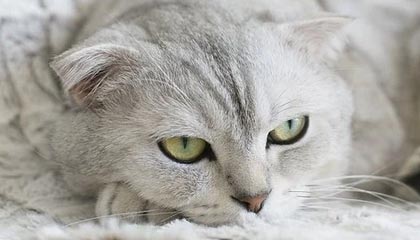 南阳伴游，定制QQ：3494206190微信：act1322